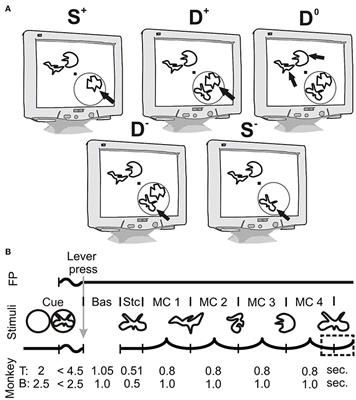 Attention Configures Synchronization Within Local Neuronal Networks for Processing of the Behaviorally Relevant Stimulus